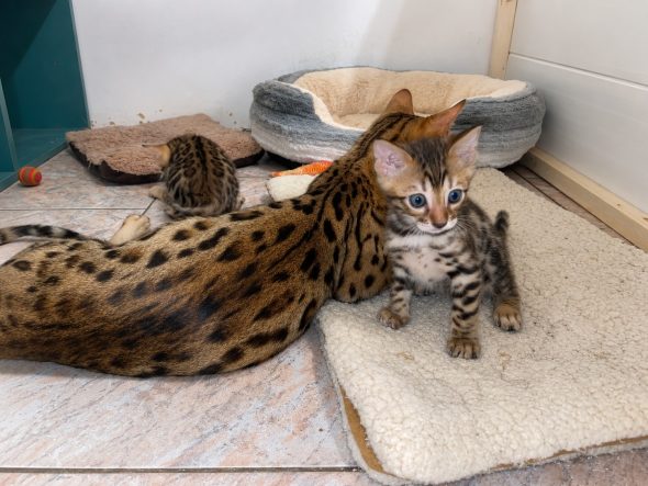 Image de la portée de chaton de l'élévage WILD BEGAL SUN