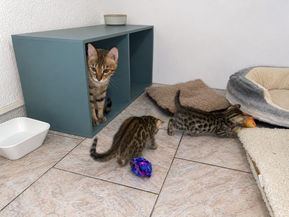 Image de la portée de chaton de l'élévage WILD BEGAL SUN