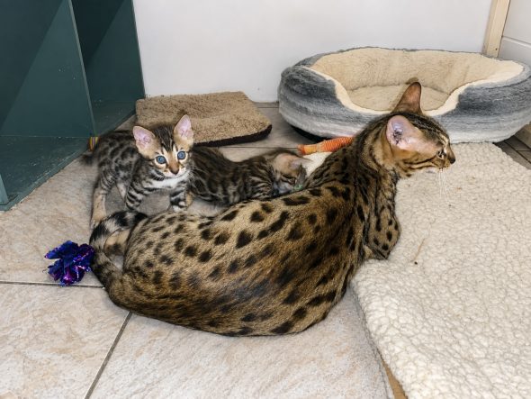 Image de la portée de chaton de l'élévage WILD BEGAL SUN