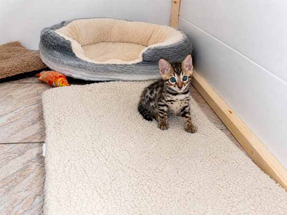 Image de la portée de chaton de l'élévage WILD BEGAL SUN