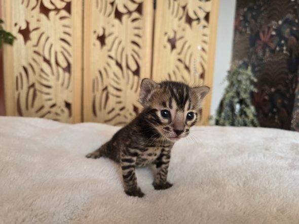 Image de la portée de chaton de l'élévage La Jungle de Romy