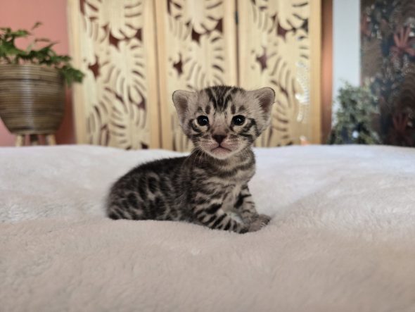 Image de la portée de chaton de l'élévage La Jungle de Romy