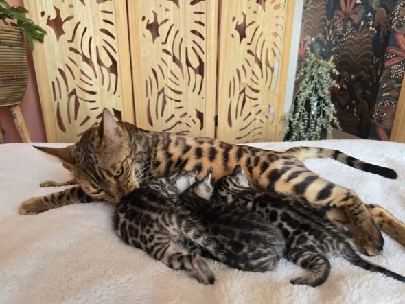 Image de la portée de chaton de l'élévage La Jungle de Romy