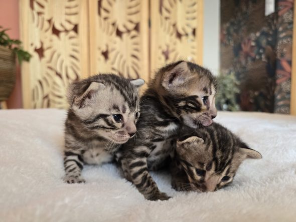 Image de la portée de chaton de l'élévage La Jungle de Romy
