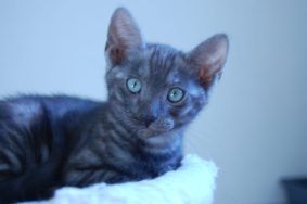 Chatons de race Bengal à vendre chez l'éleveur CASA DEL NIGLO