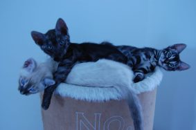 Chatons de race Bengal à vendre chez l'éleveur CASA DEL NIGLO