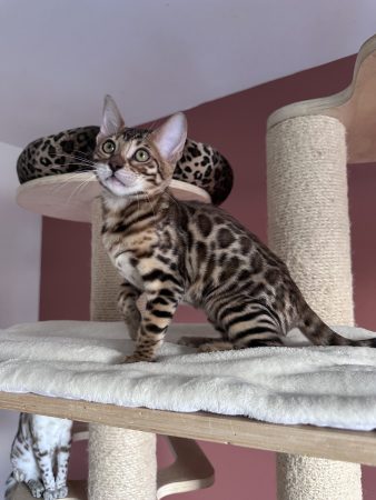 Image de la portée de chaton de l'élévage POP BENGAL