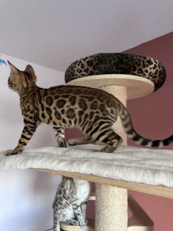 Image de la portée de chaton de l'élévage POP BENGAL