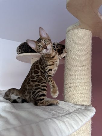 Image de la portée de chaton de l'élévage POP BENGAL