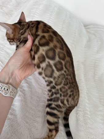Image de la portée de chaton de l'élévage POP BENGAL