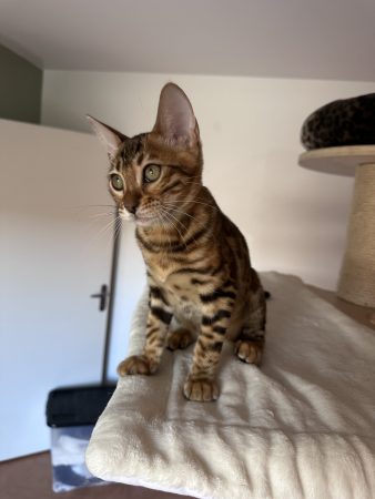 Image de la portée de chaton de l'élévage POP BENGAL