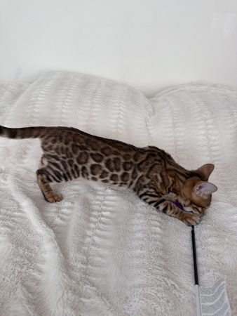 Image de la portée de chaton de l'élévage POP BENGAL
