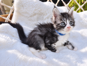 Chatons de race Bengal à vendre chez l'éleveur Diouz ti ar Steredenn