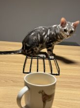 Chatons de race Bengal à vendre chez l'éleveur LA DYNASTIE D&rsquo;AMBRE