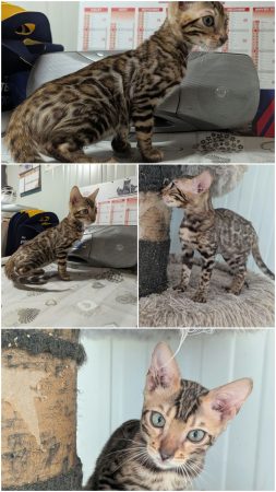 Image de la portée de chaton de l'élévage LA CHATTERIE DES REX&rsquo;POILS