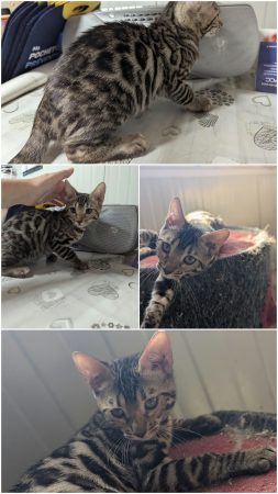 Image de la portée de chaton de l'élévage LA CHATTERIE DES REX&rsquo;POILS