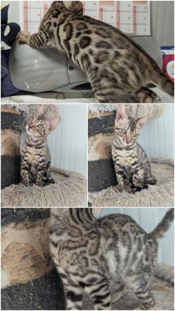 Image de la portée de chaton de l'élévage LA CHATTERIE DES REX&rsquo;POILS