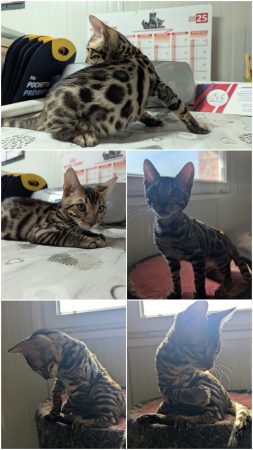 Image de la portée de chaton de l'élévage LA CHATTERIE DES REX&rsquo;POILS