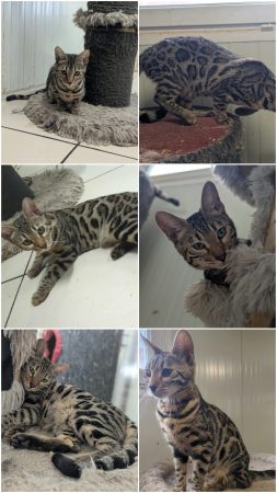 Image de la portée de chaton de l'élévage LA CHATTERIE DES REX&rsquo;POILS