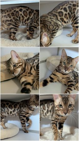 Image de la portée de chaton de l'élévage LA CHATTERIE DES REX&rsquo;POILS