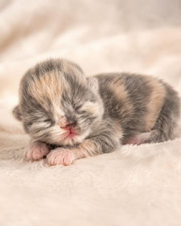 Image de la portée de chaton de l'élévage MONTEZUMA BAY