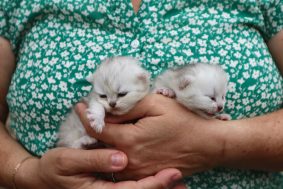 Chatons de race British longhair à vendre chez l'éleveur LA CHATTERIE DU LAURAGAIS