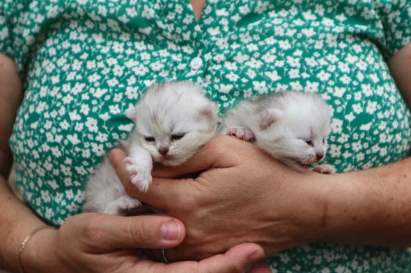 Image de la portée de chaton de l'élévage LA CHATTERIE DU LAURAGAIS