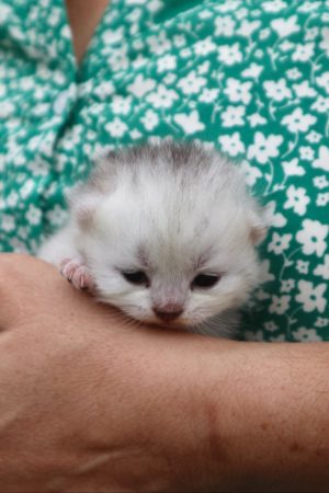 Image de la portée de chaton de l'élévage LA CHATTERIE DU LAURAGAIS