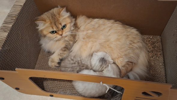 Image de la portée de chaton de l'élévage LA CHATTERIE DU LAURAGAIS