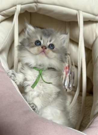Image de la portée de chaton de l'élévage MONTEZUMA BAY