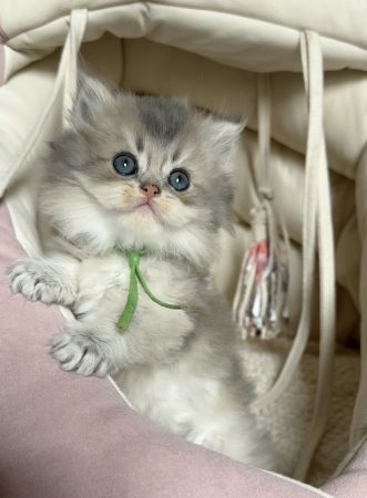 Image de la portée de chaton de l'élévage MONTEZUMA BAY