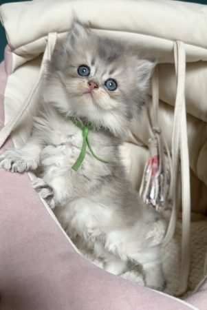 Image de la portée de chaton de l'élévage MONTEZUMA BAY