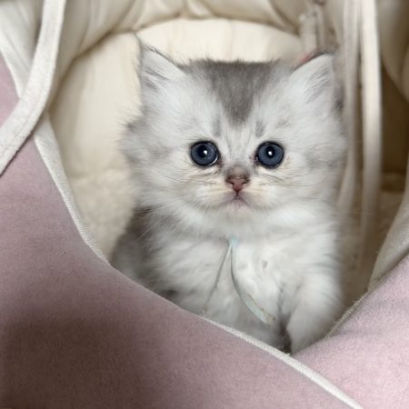 Image de la portée de chaton de l'élévage MONTEZUMA BAY