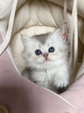 Image de la portée de chaton de l'élévage MONTEZUMA BAY
