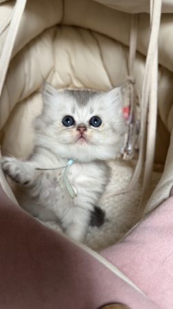 Image de la portée de chaton de l'élévage MONTEZUMA BAY