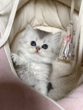 Image de la portée de chaton de l'élévage MONTEZUMA BAY