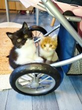 Chatons de race British longhair à vendre chez l'éleveur DONZE SANDY