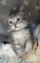 Chatons d'apparence British longhair à vendre chez l'éleveur CHATTERIE DU MANTEAU NEIGEUX