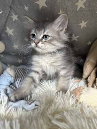 Image de la portée de chaton de l'élévage CHATTERIE DU MANTEAU NEIGEUX