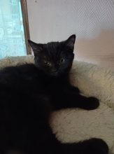 Chatons de race British shorthair à vendre chez l'éleveur HARRISON BEARS