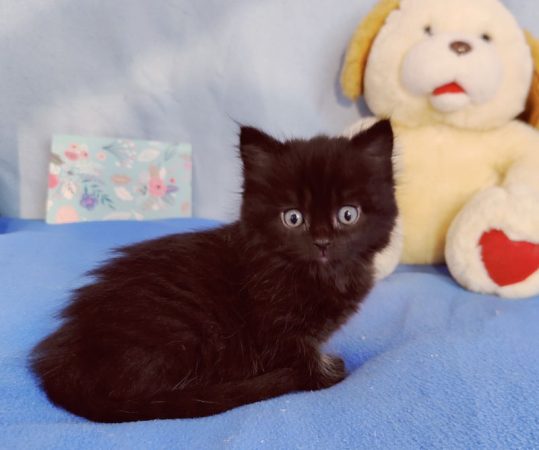 Image de la portée de chaton de l'élévage HARRISON BEARS