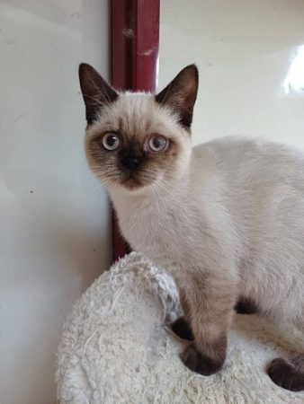 Image de la portée de chaton de l'élévage HARRISON BEARS