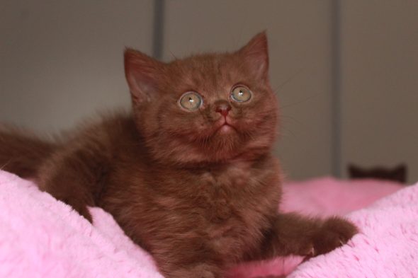 Image de la portée de chaton de l'élévage LES INFINY CHESHIRE