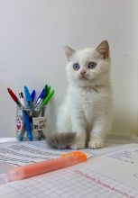 Chatons de race British shorthair à vendre chez l'éleveur CHATTERIE DES 7 N ROCK