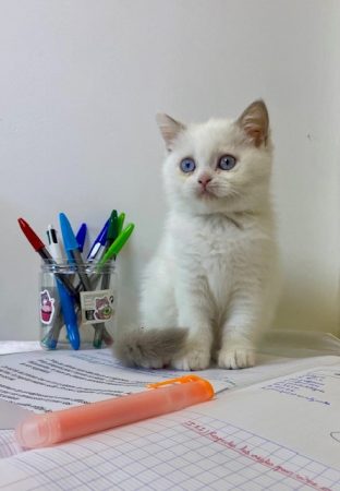 Image de la portée de chaton de l'élévage CHATTERIE DES 7 N ROCK