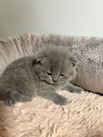 Image de la portée de chaton de l'élévage BEAUTY WILD