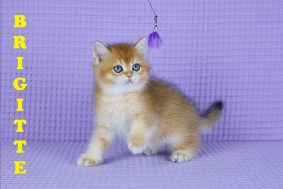Chatons de race British shorthair à vendre chez l'éleveur GIRAUD LARISSA