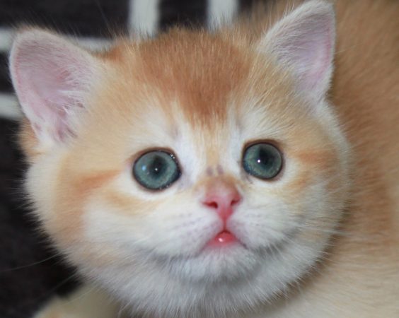 Image de la portée de chaton de l'élévage DES LANDES DE KERIVO
