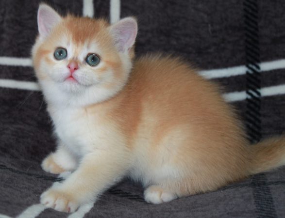 Image de la portée de chaton de l'élévage DES LANDES DE KERIVO