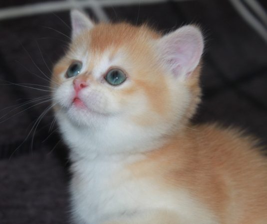 Image de la portée de chaton de l'élévage DES LANDES DE KERIVO